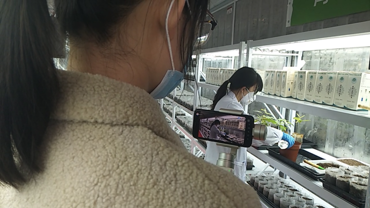 网络直播，教市民如何播种麻栎种子