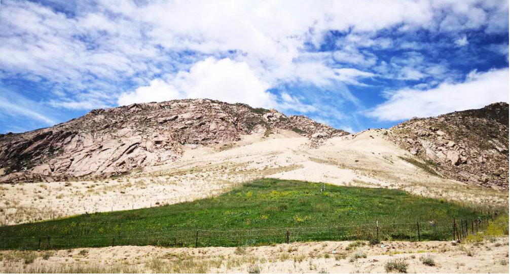 空港新区沙地治理后
