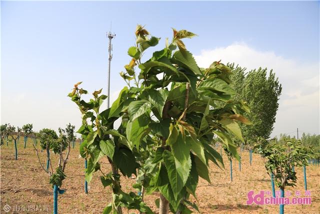 牧龙山山体修复 牧龙山山体修复