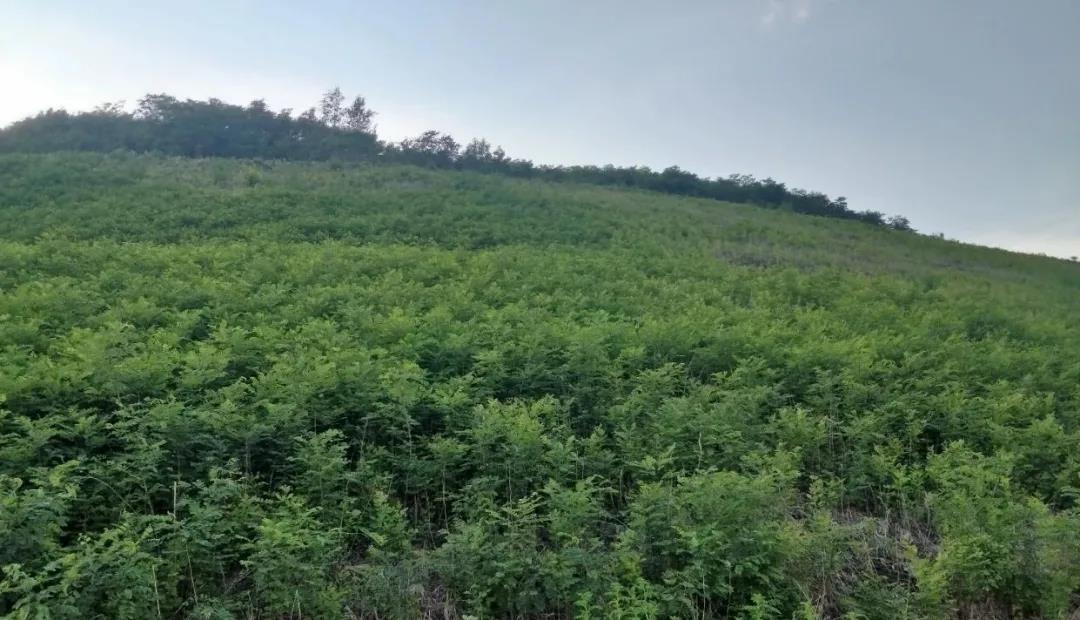 海城项目修复后2