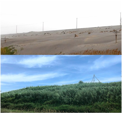 包头钢铁集团尾矿坝治理（高盐、放射性）修复前后对比